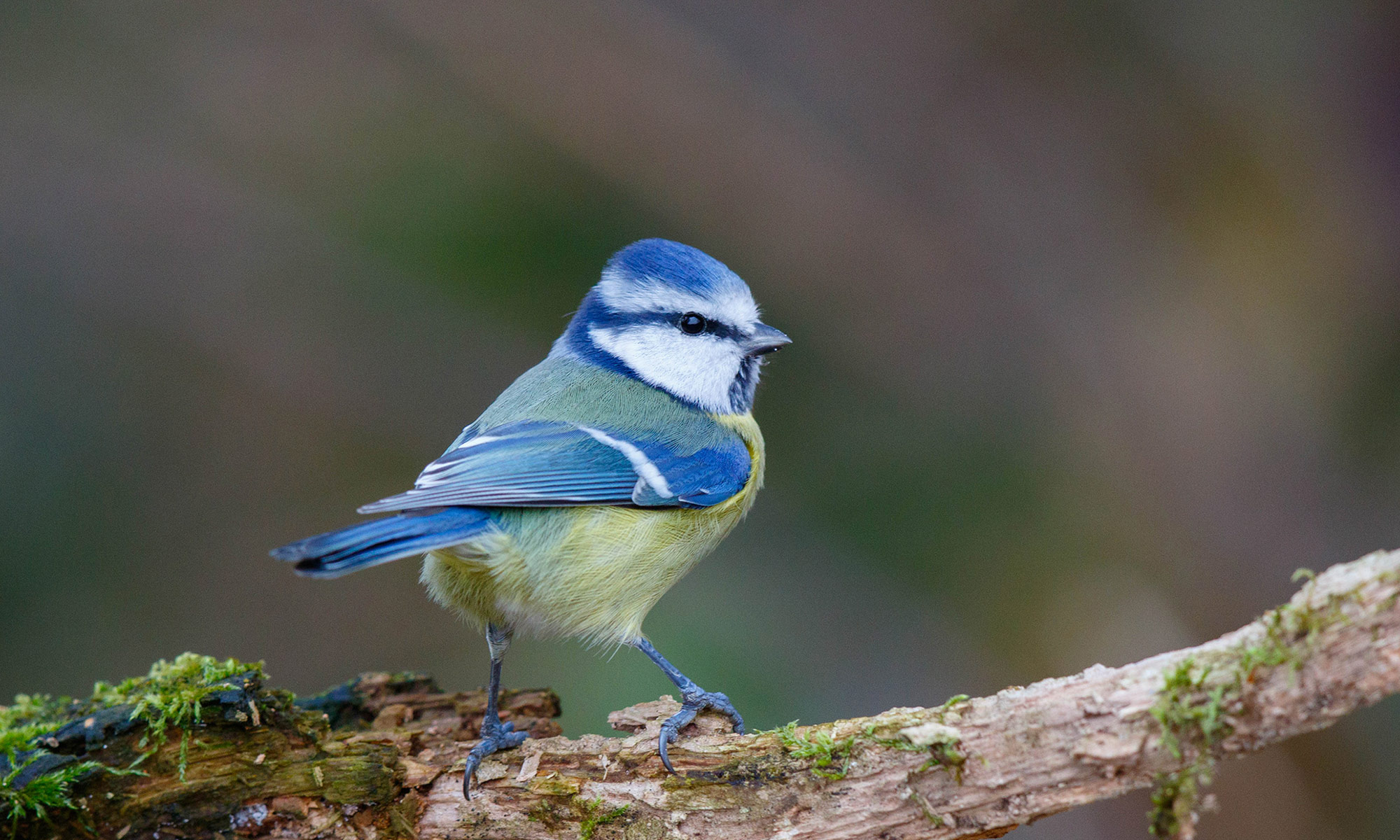 Dachverband Deutscher Avifaunisten (DDA)