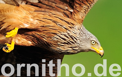 Logo ornitho