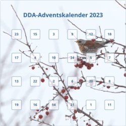 Adventskalender