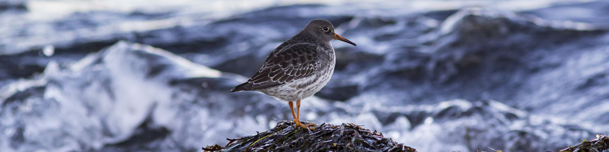 Meerstrandläufer