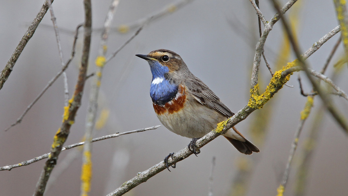 Blaukehlchen