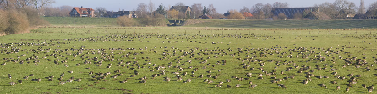 Gänse am Niederrhein